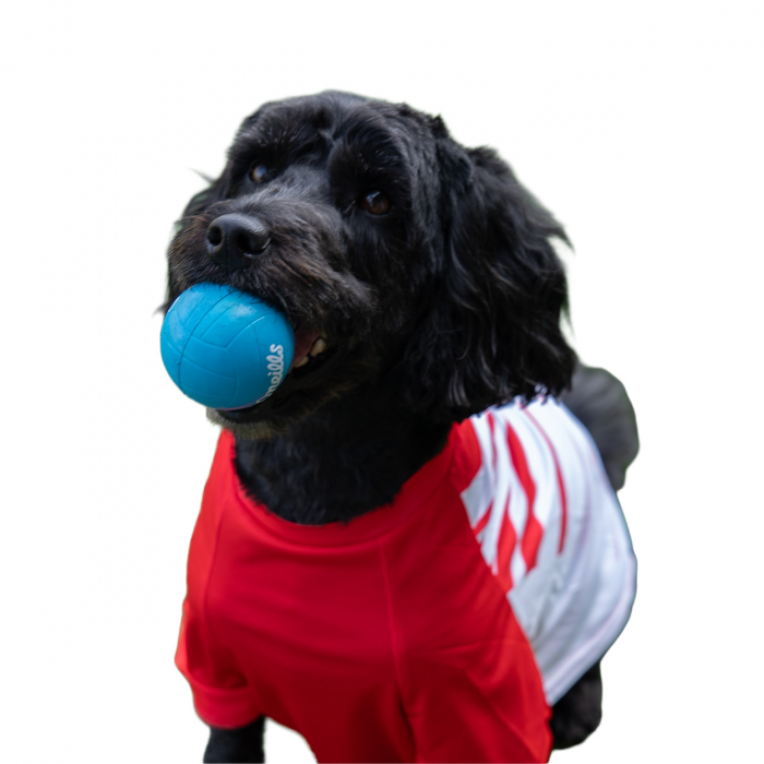Saints 2026 Home Dog Jersey