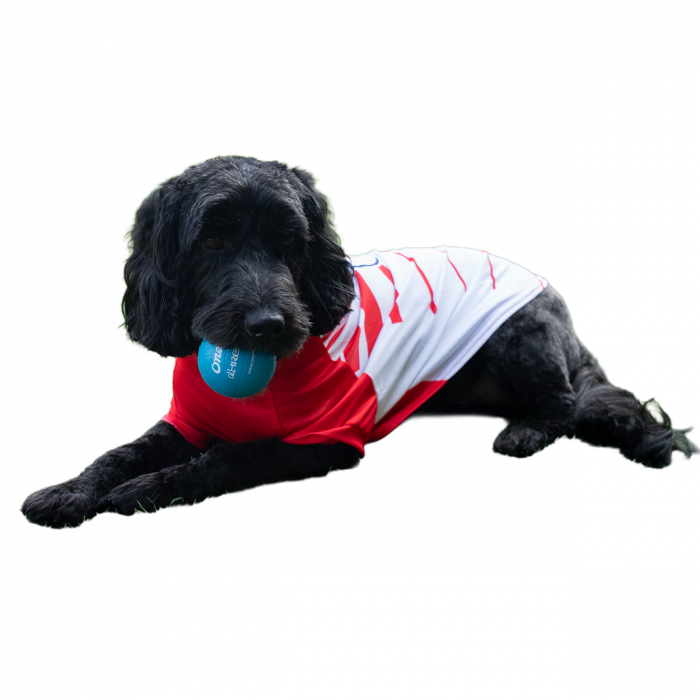 Saints 2026 Home Dog Jersey